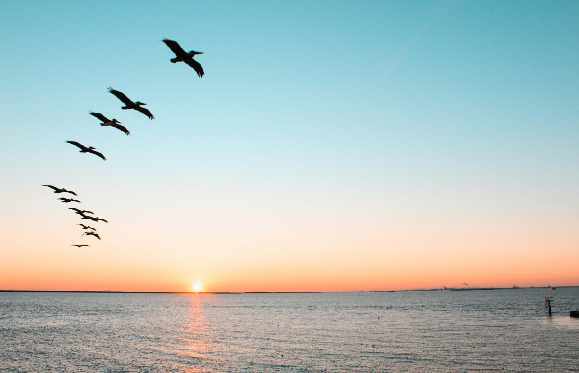 Dos gaviotas blancas con puntas negras en las alas volando juntas en el cielo azul pálido.